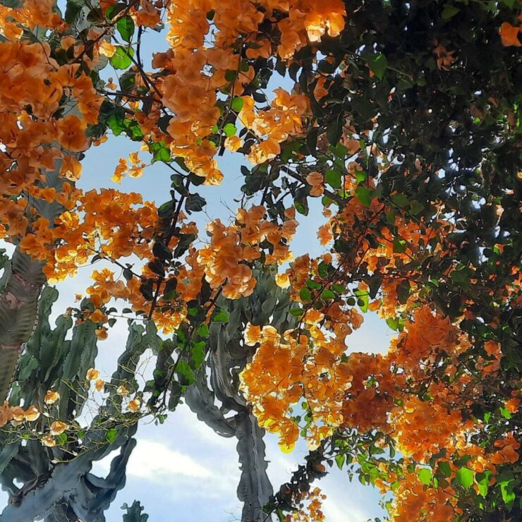 Les parcs de Casablanca : un bain de nature en pleine ville