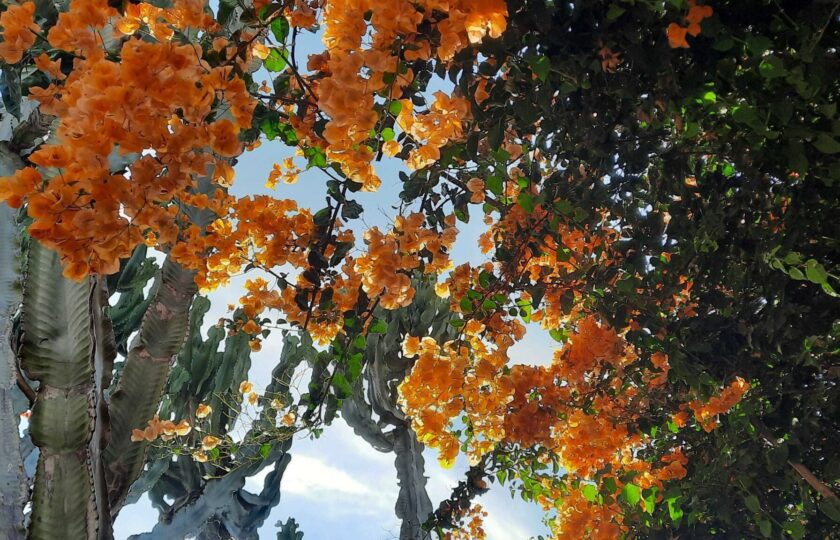 Les parcs de Casablanca : un bain de nature en pleine ville