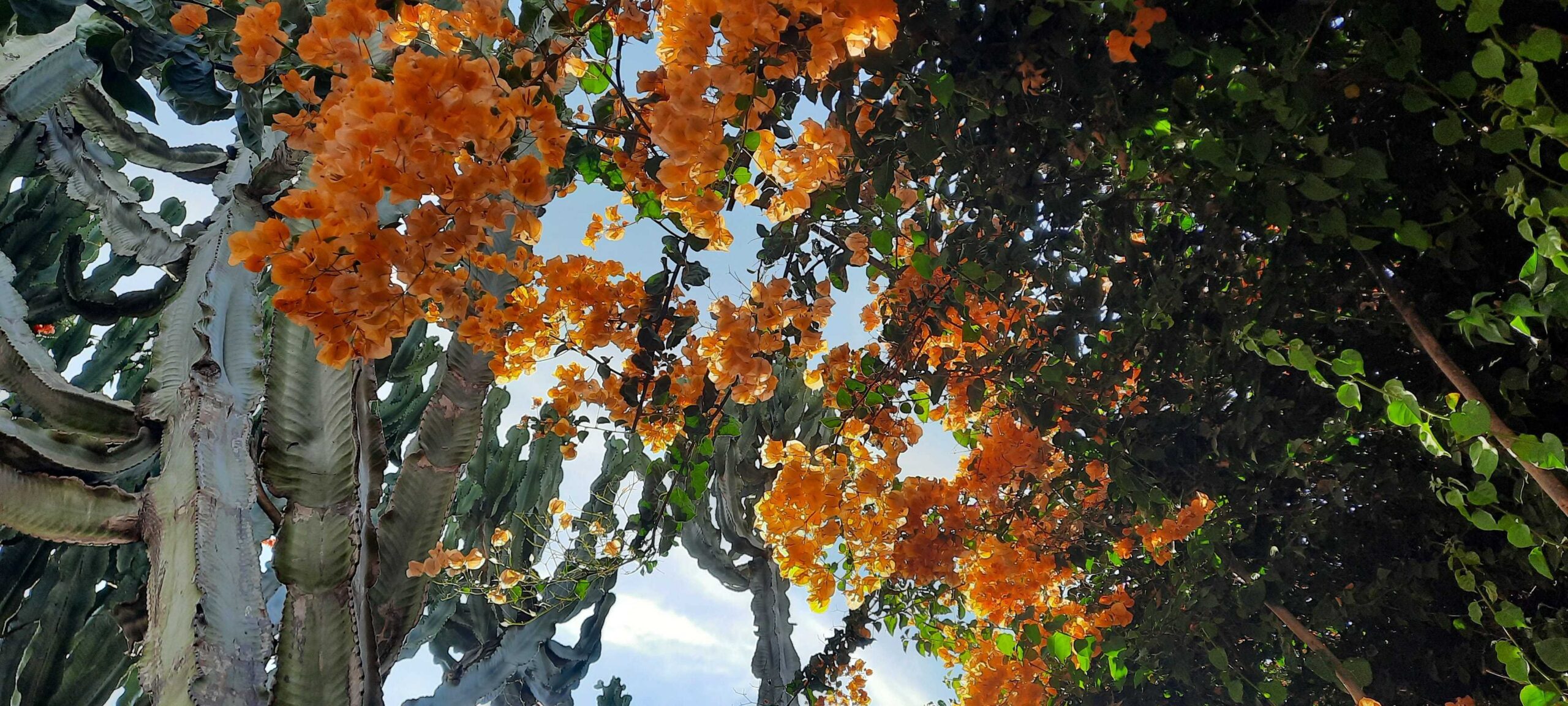 Les parcs de Casablanca : un bain de nature en pleine ville